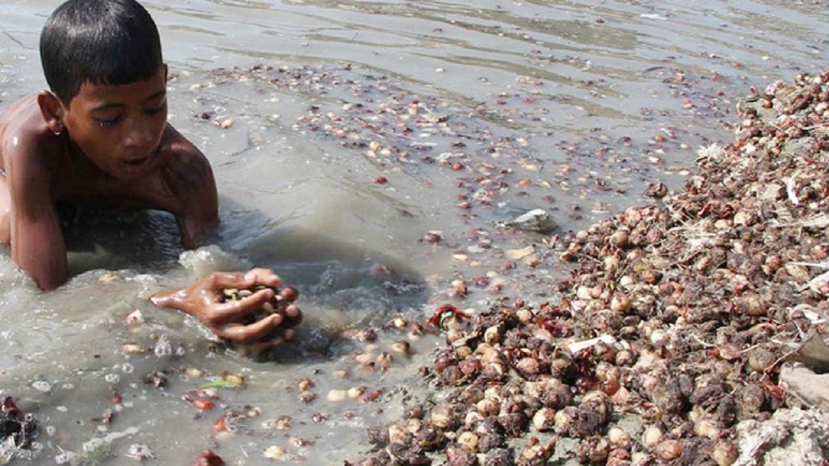 বেশি লাভের আশায় গুদামজাত, পঁচে যাওয়ায় নদীতে ফেলছে পেঁয়াজ