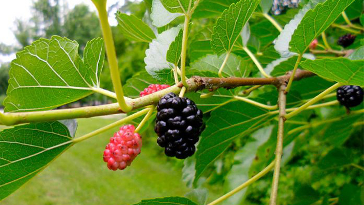 ডায়াবেটিস নিয়ন্ত্রণ করবে যে ফল