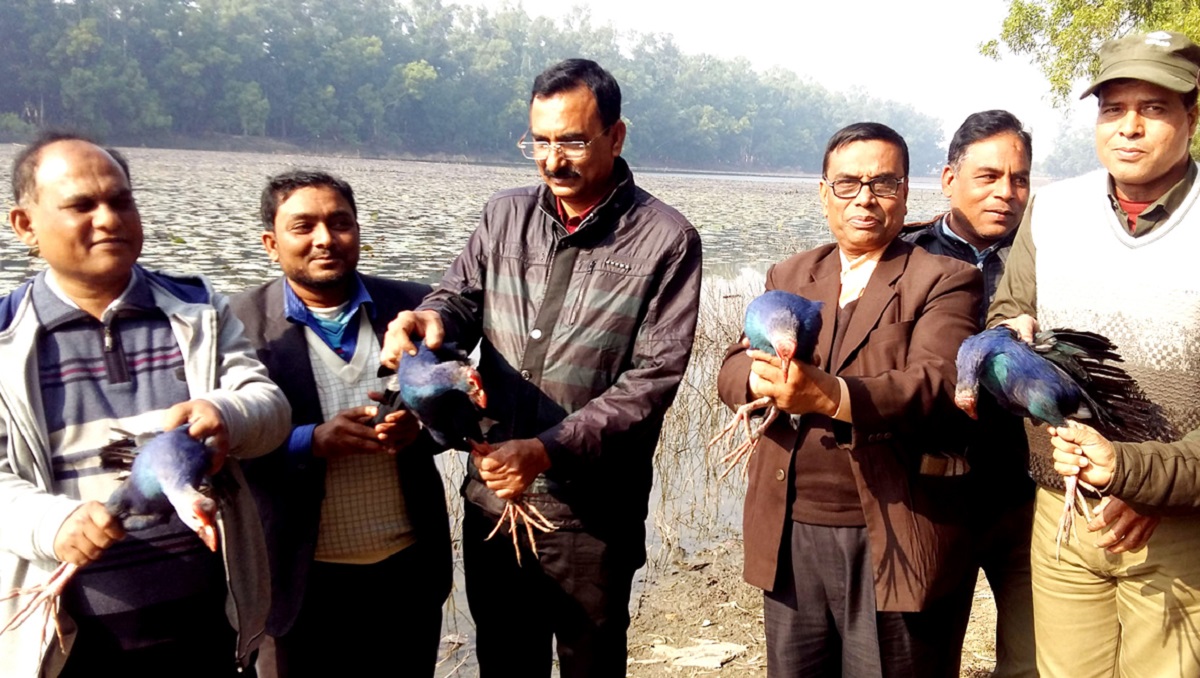 আলতাদিঘীতে কালিম পাখি অবমুক্ত