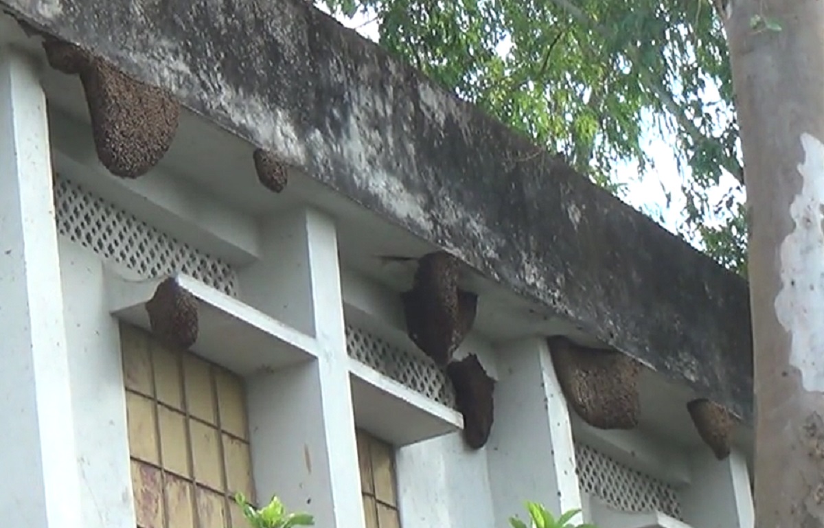 স্কুলে ২২ মৌমাছির চাক, আতঙ্কে শিক্ষক শিক্ষার্থীরা