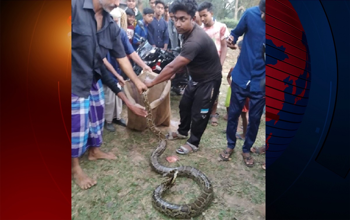 টাঙ্গাইলে সড়কের পাশে ৮ ফুট লম্বা অজগর!