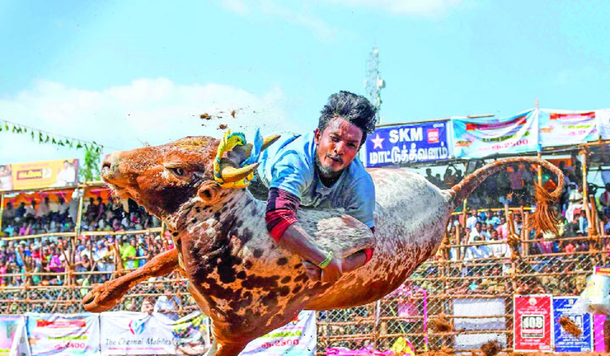 ষাঁড়ের লড়াই বা জাল্লিকাট্টু উৎসব