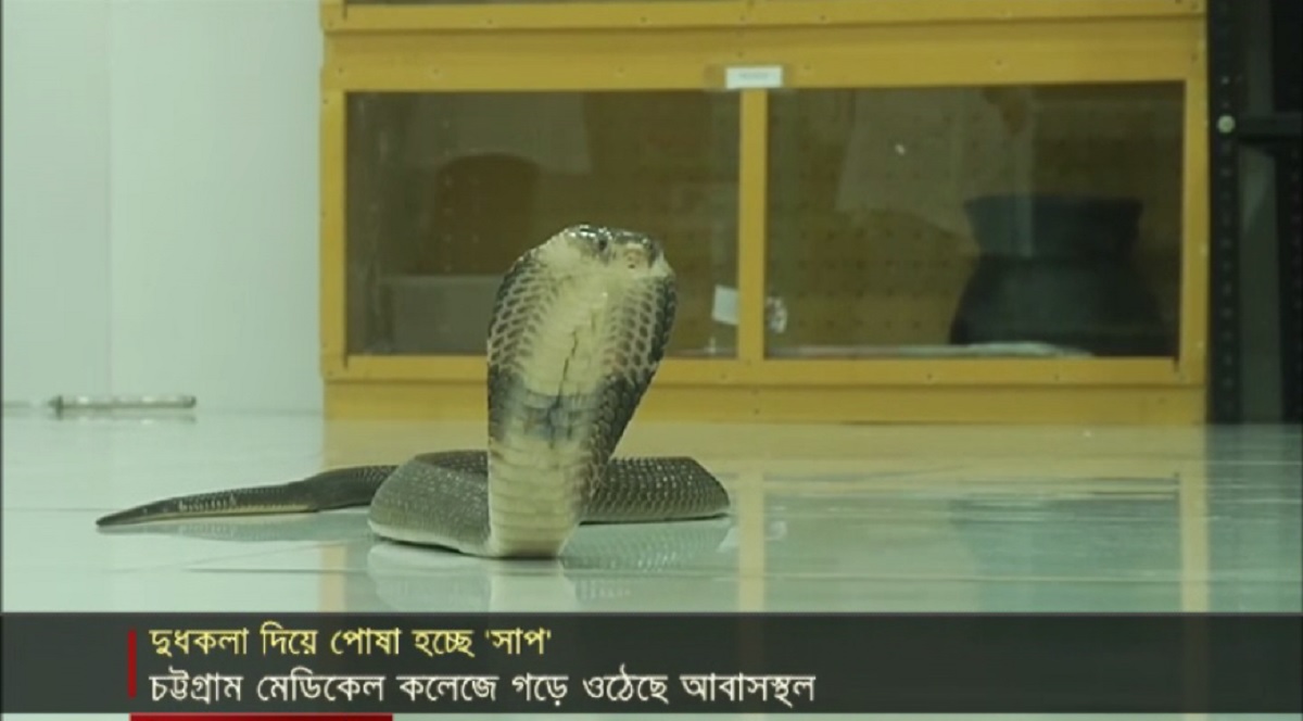 ‘দুধ-কলা’ দিয়ে চট্টগ্রাম মেডিকেলে পোষা হচ্ছে সাপ!