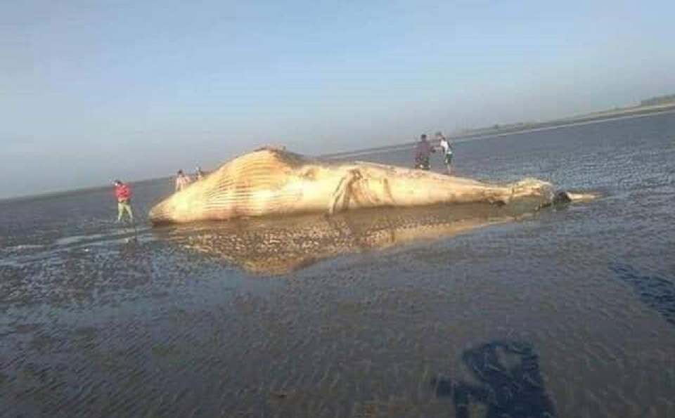 মিয়ানমারে গিয়ে ঠেকলো মৃত তিমি