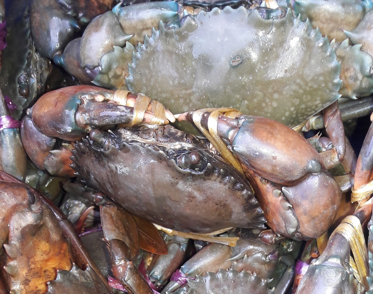 চীনে কাঁকড়া ও কুচে রফতানি বন্ধ, বিপাকে খামারীরা