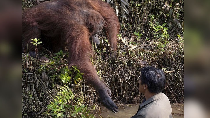 মানুষকে সাহায্যের হাত বাড়াল বুনো ওরাংওটাং