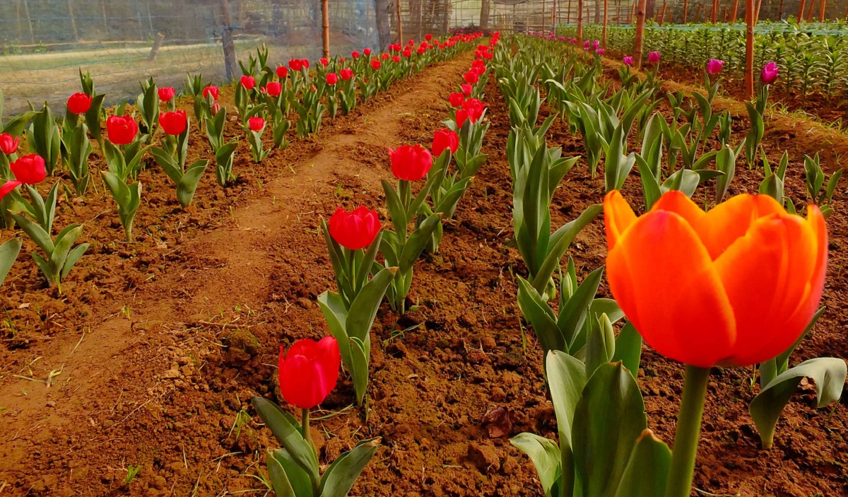স্বর্গীয় অনুভূতি গাজীপুরে টিউলিপ ফুলের বাগানে