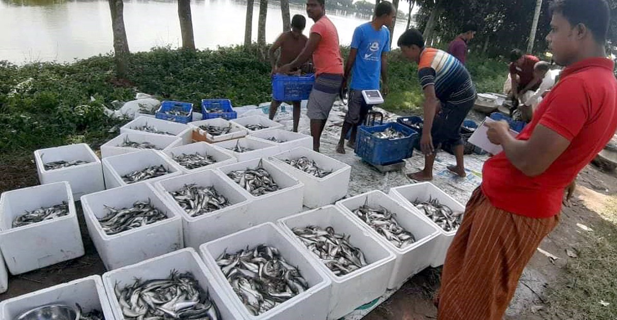 ৫ কোটি টাকার মাছ রফতানি করেছেন মহেশপুরের ১৫ চাষি