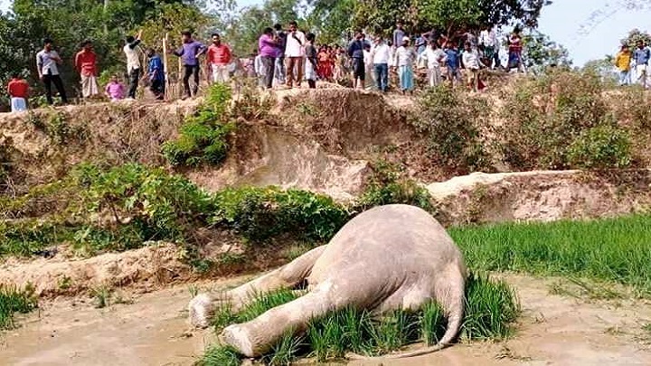 কক্সবাজারে দু’টি বন্য হাতির মৃত্যু