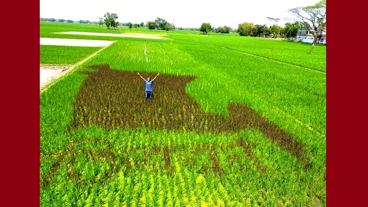 নিজ ক্ষেতেই কৃষক এঁকেছেন বাংলাদেশের মানচিত্র