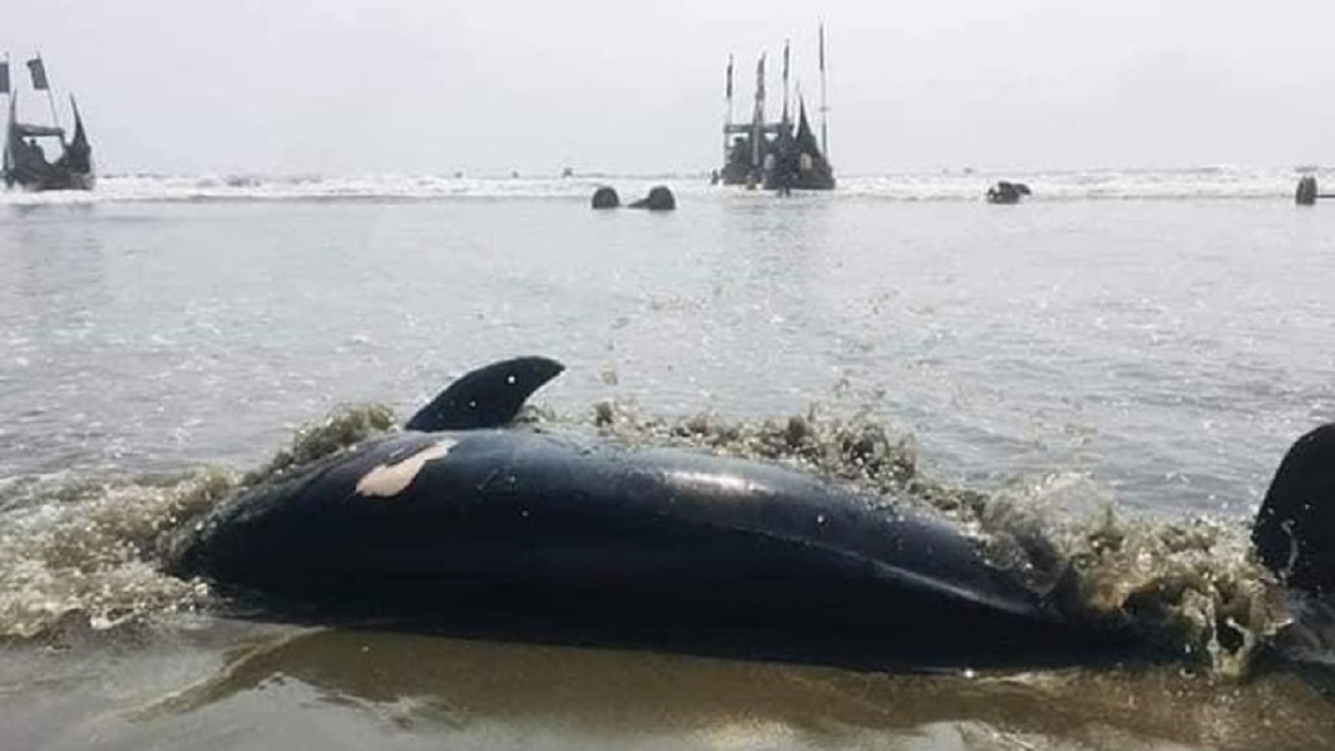 সৈকতে ভেসে আসছে মৃত ডলফিন