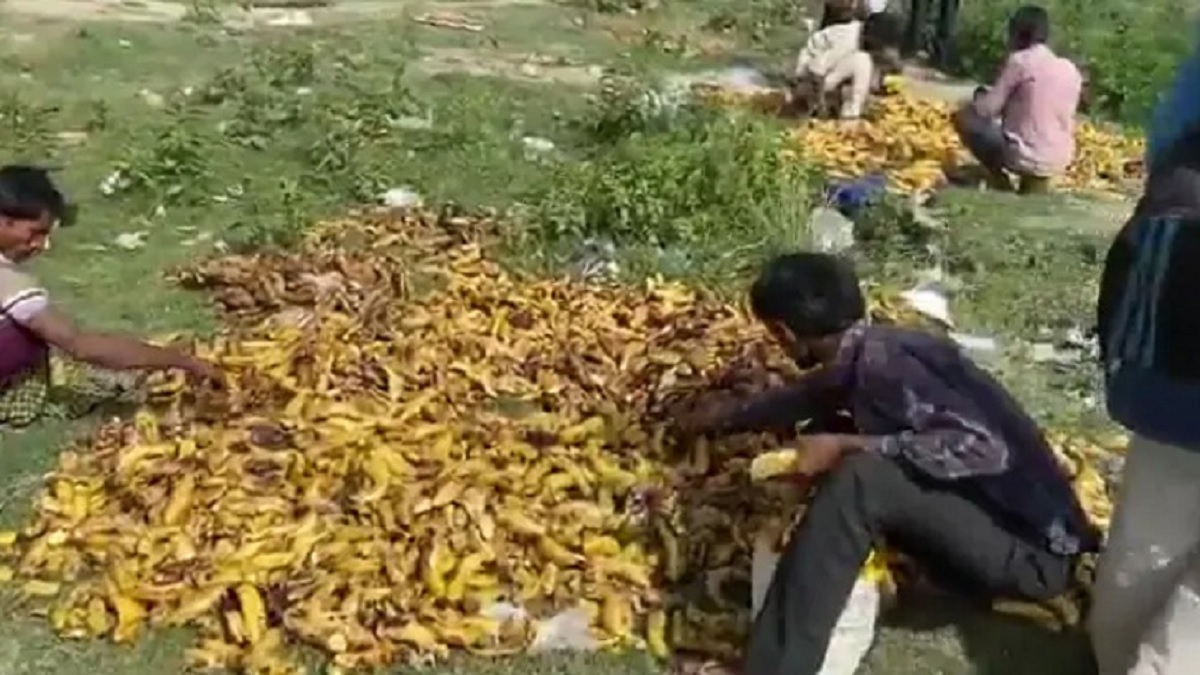 পঁচা কলা কুড়িয়ে খাচ্ছে ক্ষুধার্ত শ্রমিকরা