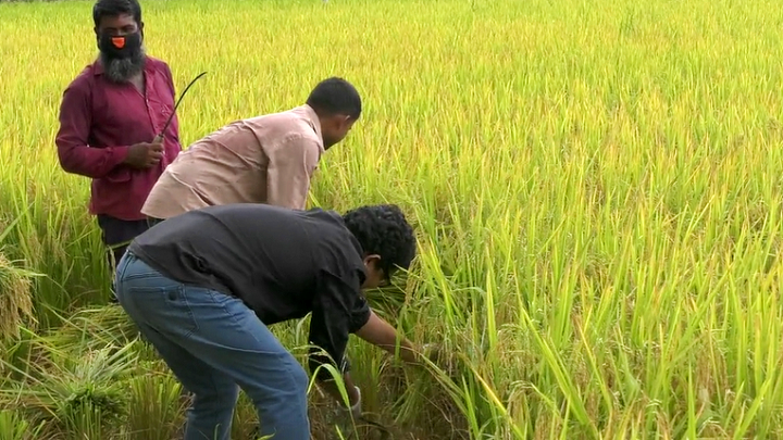 কৃষকদের ধান কেটে দিলেন প্রতিমন্ত্রী জুনাইদ আহমেদ পলক