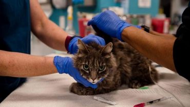 পোষা বিড়ালের শরীরে করোনা শনাক্ত