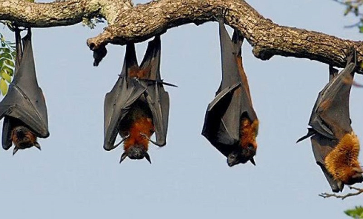 ভারতের ৪ রাজ্যে বাদুড়ের শরীরে মিলল করোনাভাইরাস