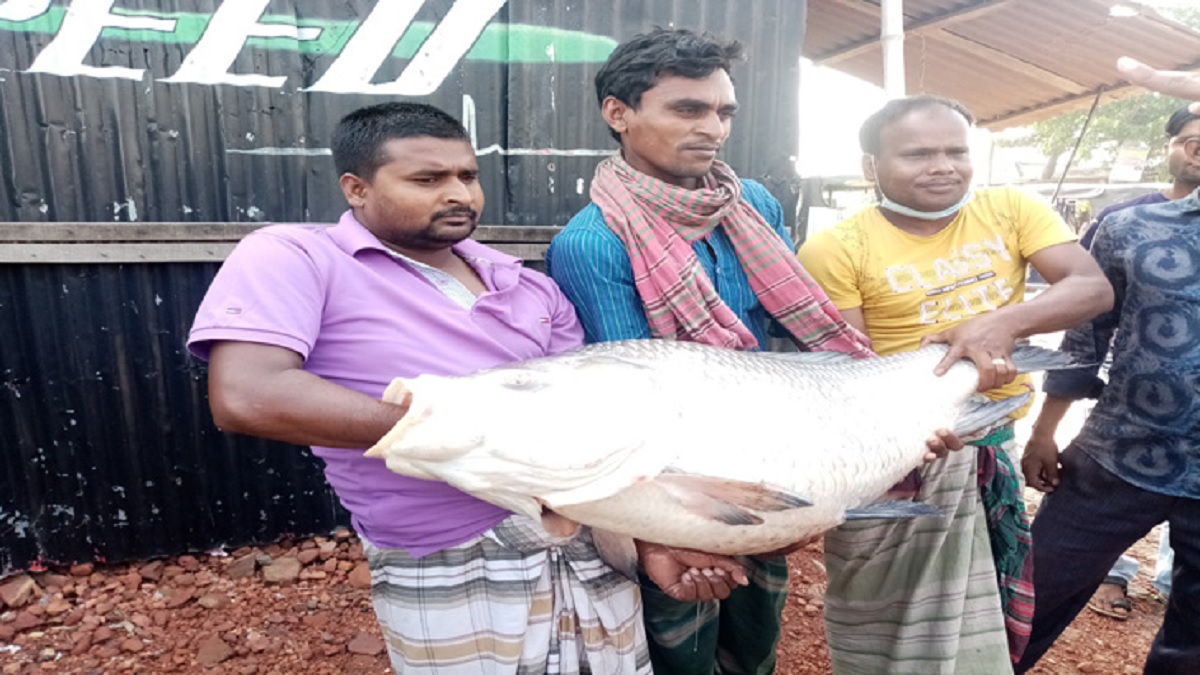 পদ্মায় ধরা পড়লো ৩০ কেজি ওজনের কাতল!