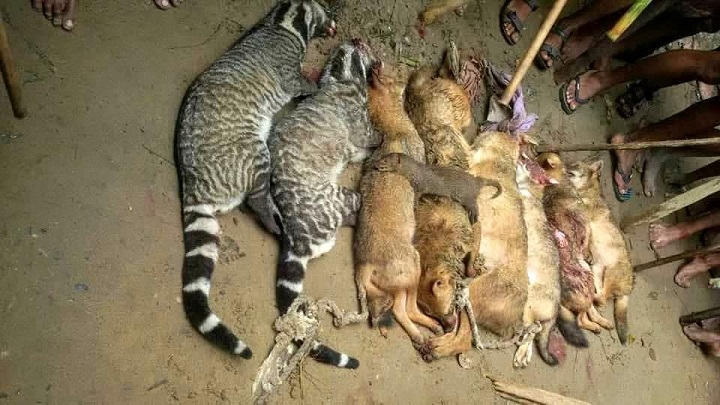 সিলেটে বন্যপ্রাণী পিটিয়ে হত্যার ঘটনায় ১০ জনের বিরুদ্ধে  মামলা