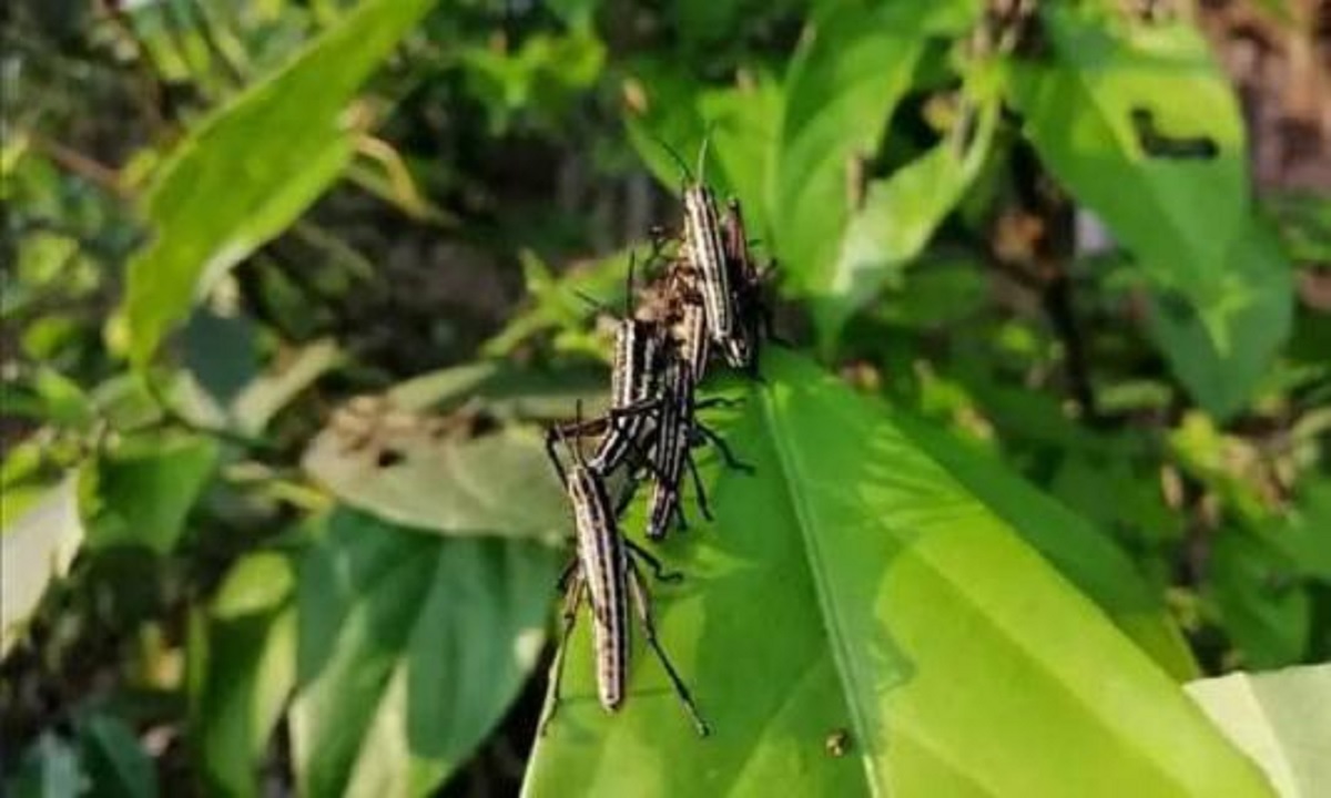 ‘টেকনাফে পাওয়া পতঙ্গ পঙ্গপাল নয়’