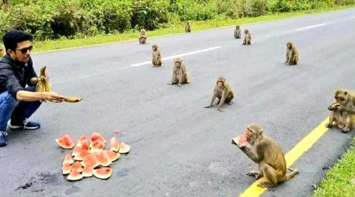 শারীরিক দূরত্ব বজায় রেখে ফল খাচ্ছে বাঁদর! ভাইরাল ছবি