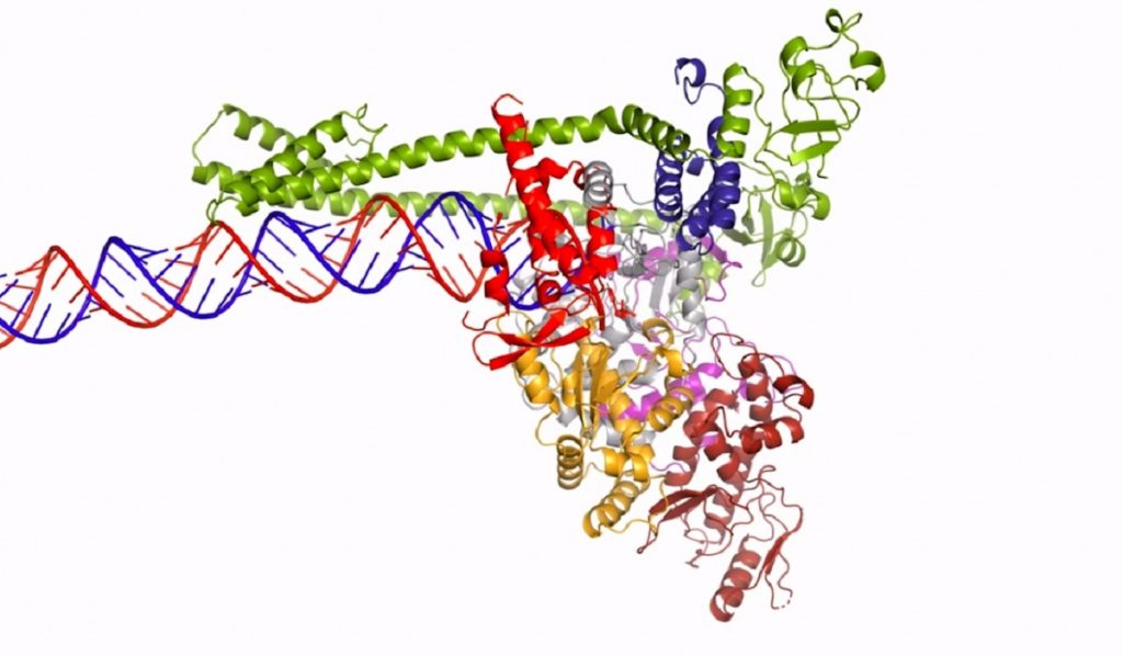 করোনা: রাশিয়া-সৌদি আরবের সাথে মিল পাওয়া গেছে বাংলাদেশের ভাইরাসের
