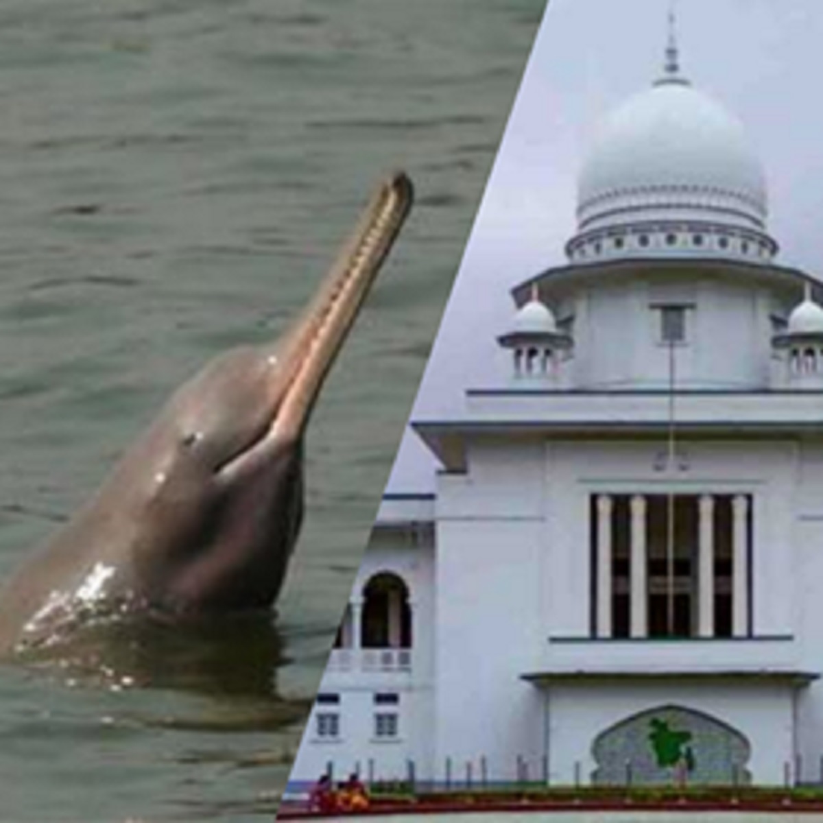 ভার্চুয়াল আদালতের প্রথম আদেশ, ডলফিন রক্ষায় পদক্ষেপ নেয়ার নির্দেশ