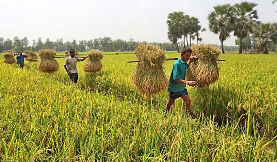 করোনা দুর্যোগেও ধানের দাম ভালো পাচ্ছেন কৃষক: কৃষিমন্ত্রী
