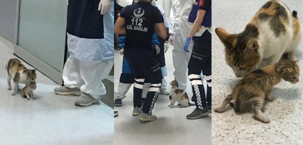 অসুস্থ ছানাকে হাসপাতালে বিড়াল; নিশ্চিত করলো চিকিৎসা