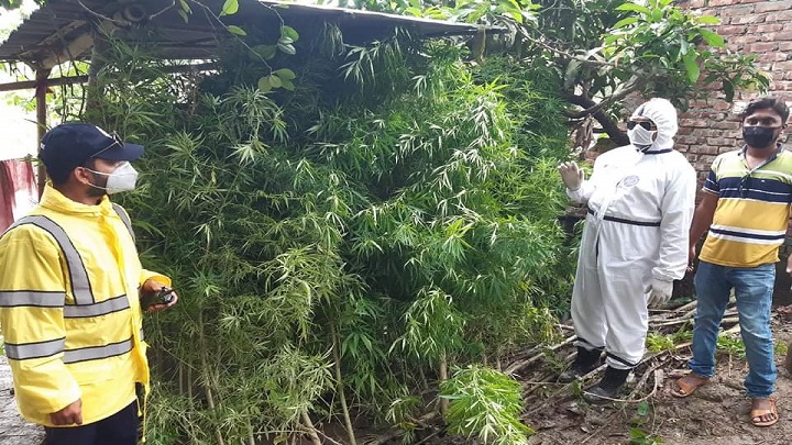 নরসিংদীতে বাড়ির আঙ্গিনায় বাগান করে গাঁজার চাষ