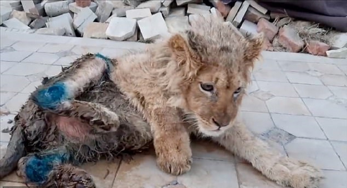 দর্শকদের সেলফি তোলার সুবিধার্থে সিংহ শাবকের পা ভেঙে বসানো হলো পার্কে!