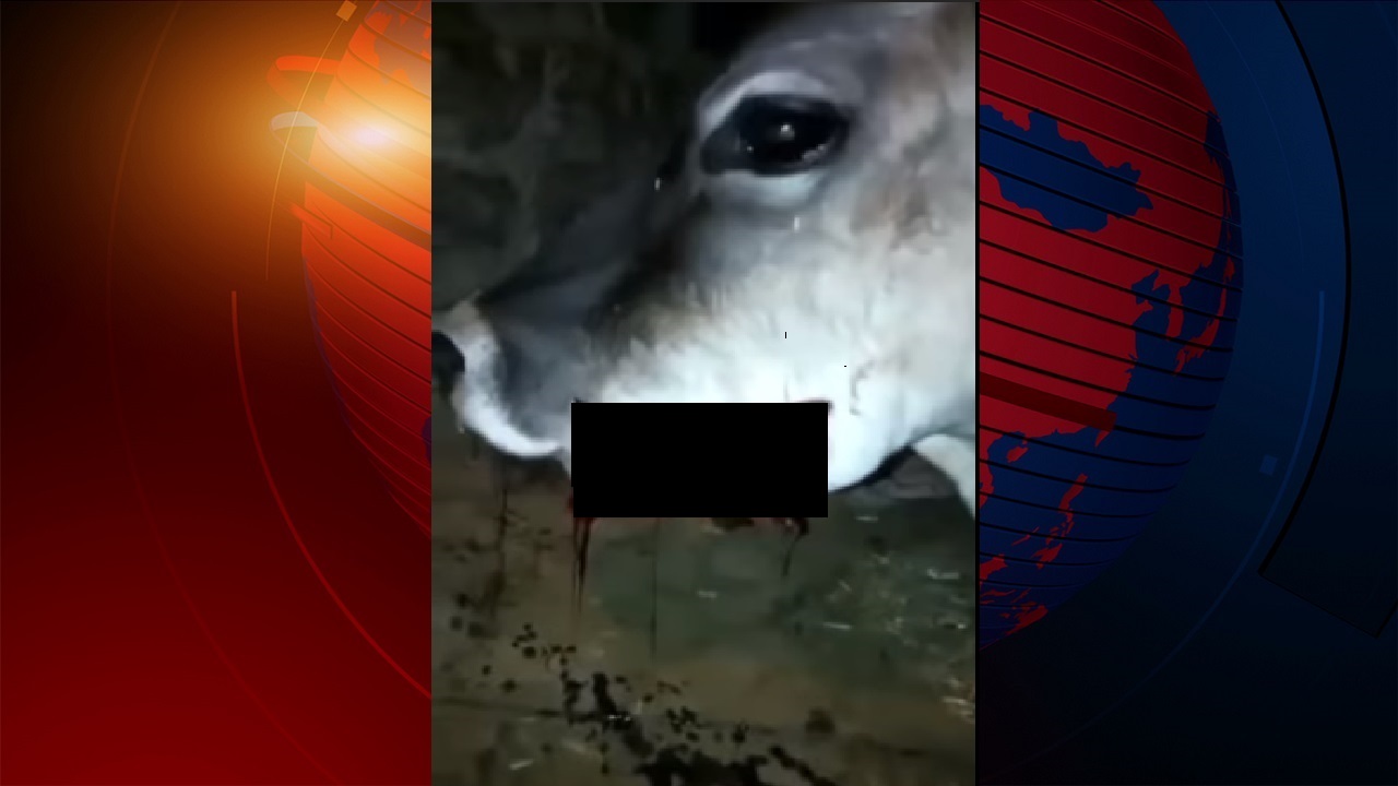 এবার বিস্ফোরক ভর্তি ময়দার গোলা চিবিয়ে উড়ে গেল গরুর চোয়াল