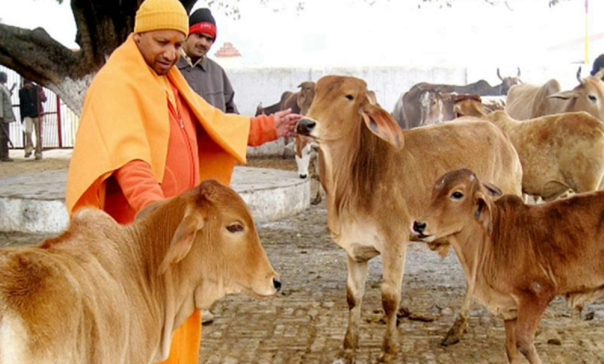 ভারতের উত্তর প্রদেশে গরু জবাই করলে ১০ বছরের কারাদণ্ড