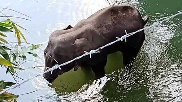 মৃত্যুর জন্য তিনদিন পানিতে দাঁড়িয়ে অপেক্ষা অন্তঃসত্ত্বা হাতির