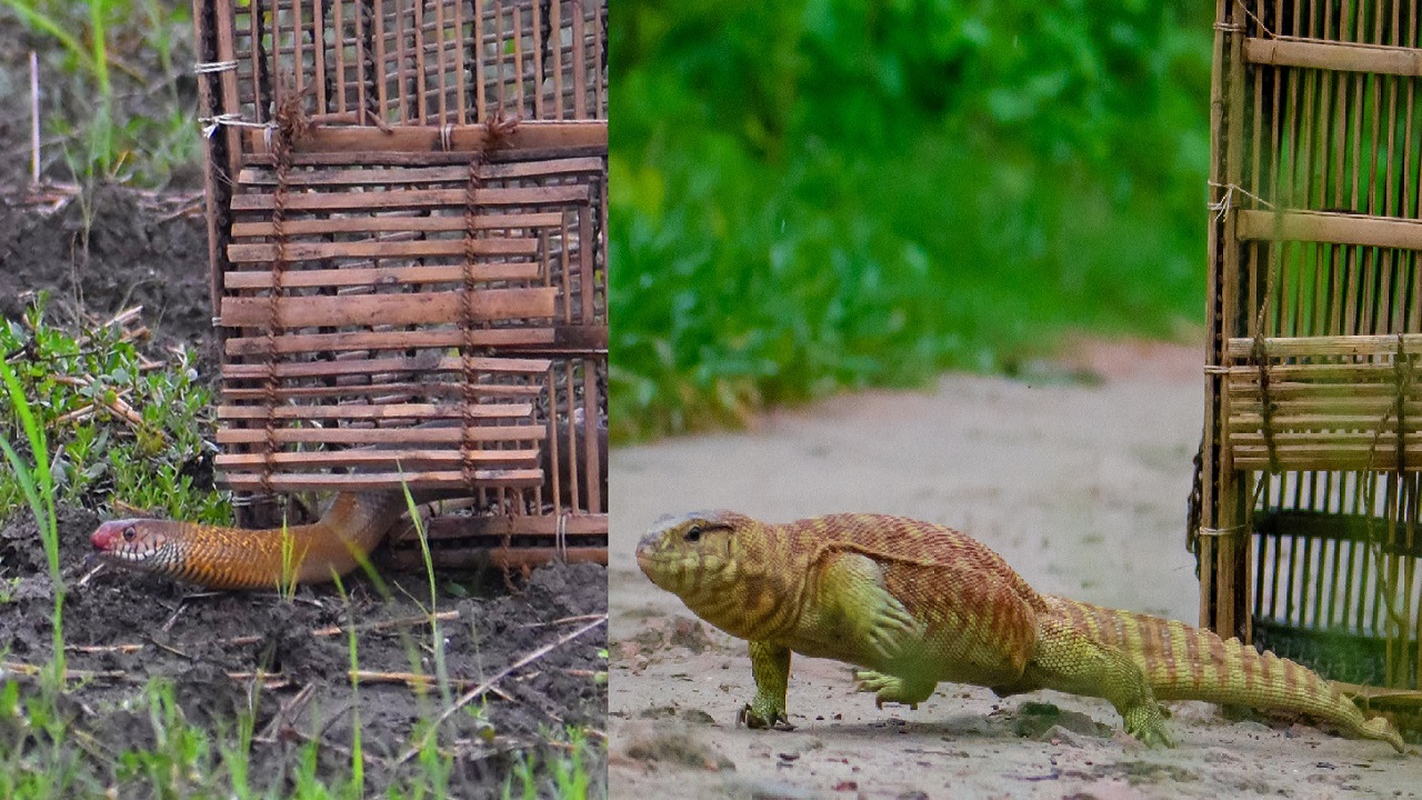 পাবনায় এনডাব্লিউসিসি’র চেষ্টায় প্রাণ ফিরে পেলো ২ নিরীহ প্রাণী