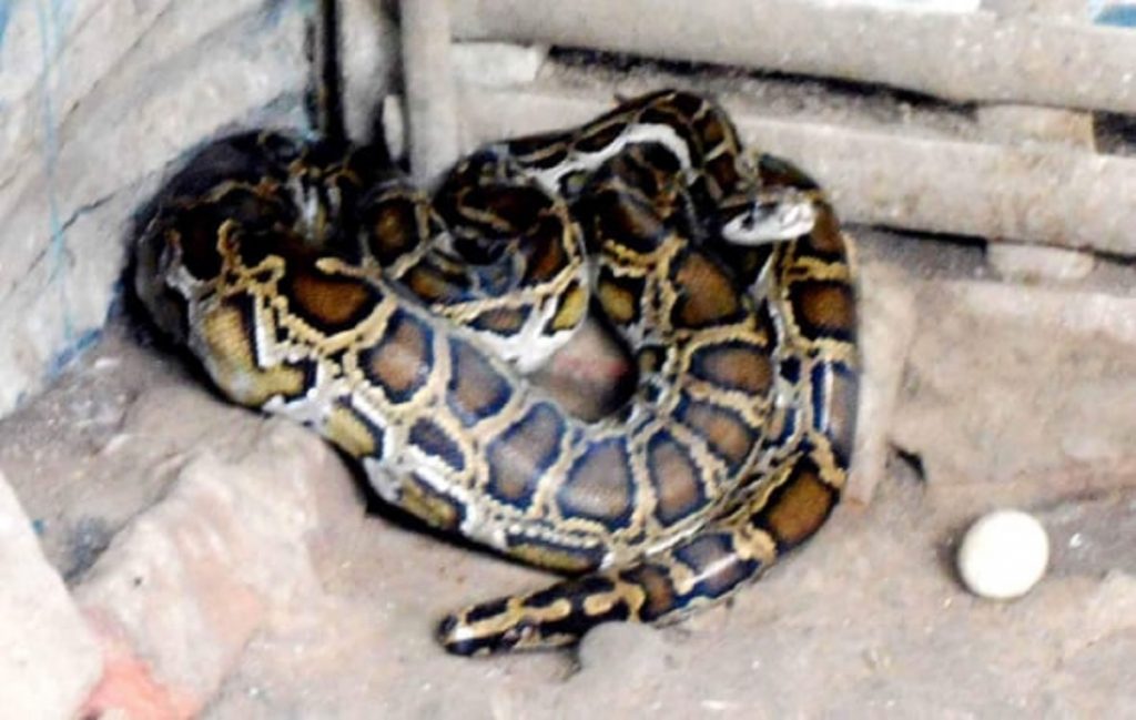 রাজবাড়ীতে হাঁসের খামারে অজগর সাপ