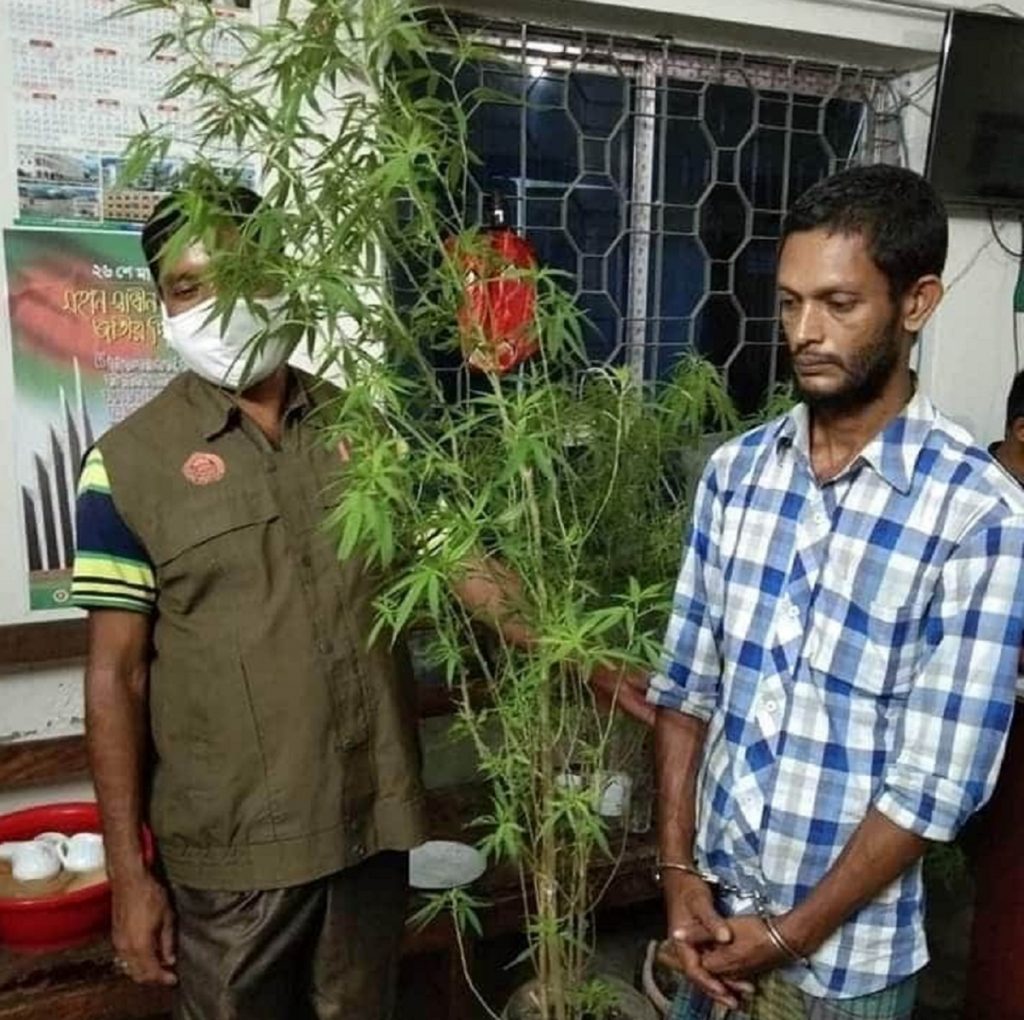 ঝালকাঠিতে গাঁজা গাছসহ এক যুবক আটক