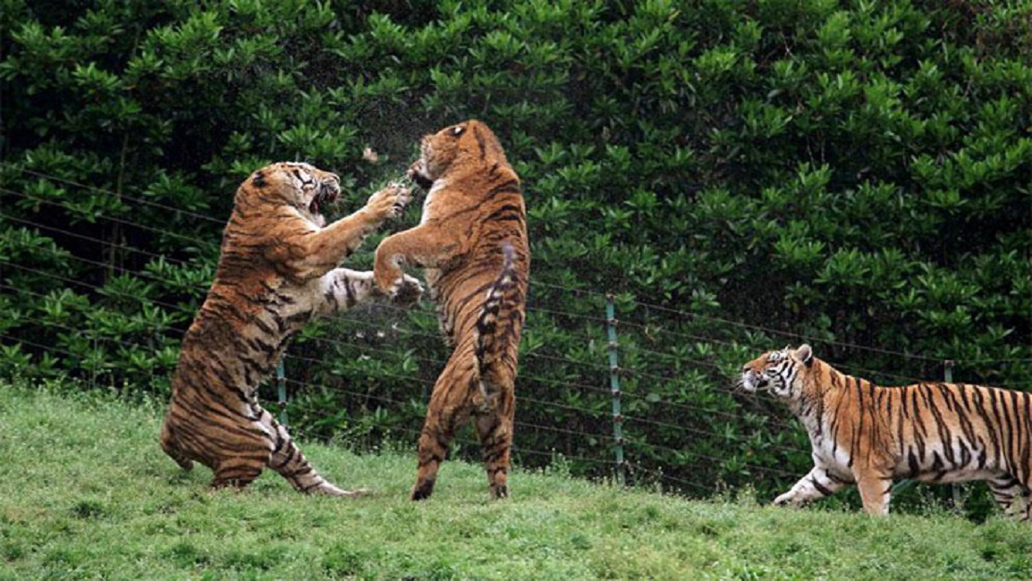 সুন্দরবনে ১১৪টির বেশি বাঘ আছে: প্রধান বন সংরক্ষক