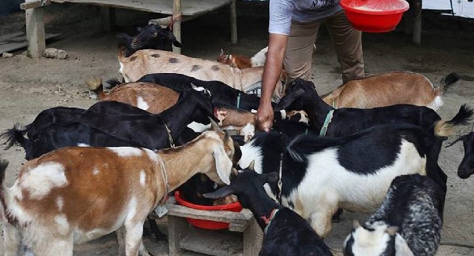 ছাগলের পিতৃত্ব পরীক্ষার দাবিতে বিস্ময়কর মামলা!