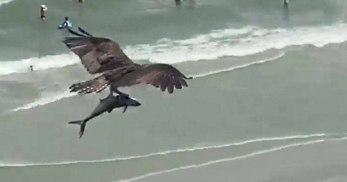 খাদক ঈগলের শিকার হলো হাঙর (ভিডিও) খাদক ঈগলের শিকার হলো হাঙর