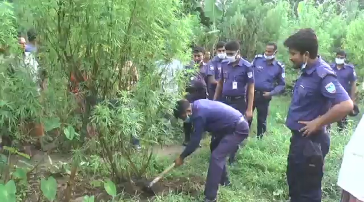 মেহেরপুরে ১৫ কাঠা জমিতে গাঁজার চাষ, জব্দ ১৭০টি গাছ