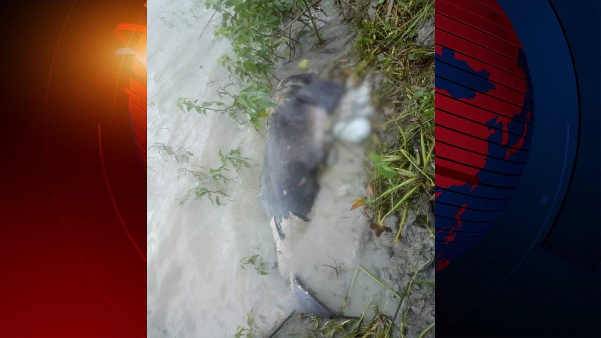 এবার পায়রার তীরে মৃত ডলফিন