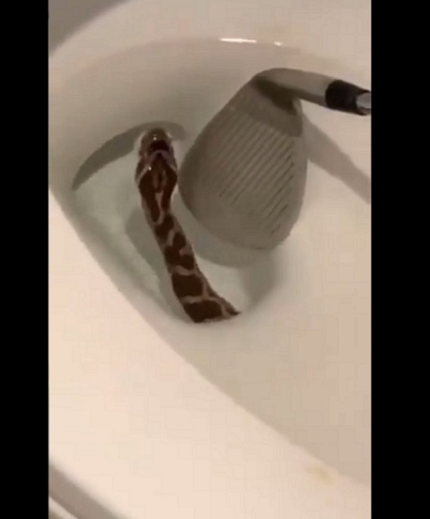 কোমড থেকে বেরিয়ে এলো সাপ!