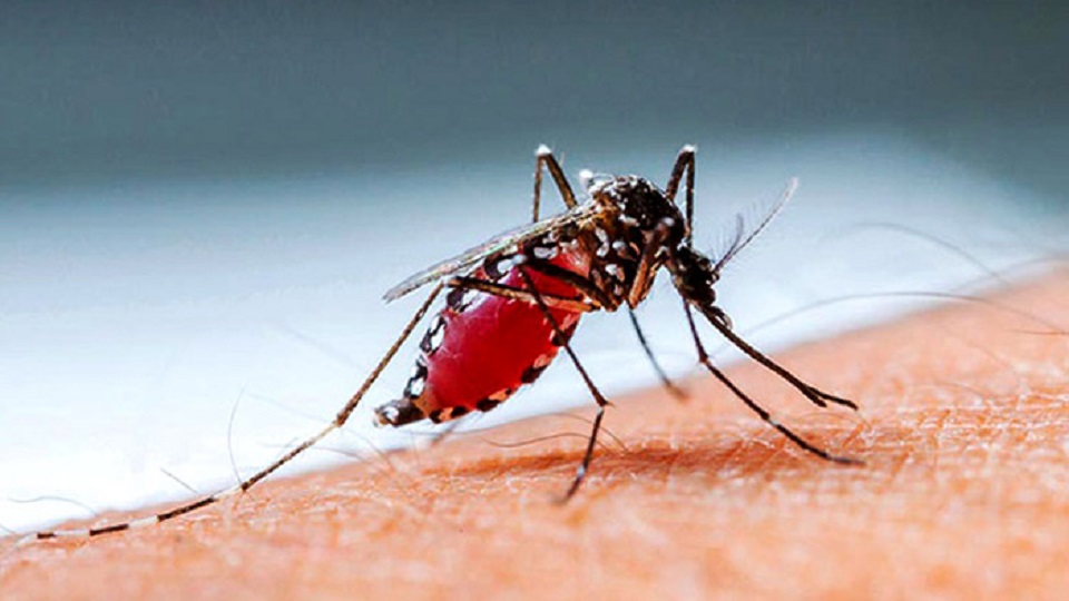 ডেঙ্গু জ্বর ভালো হতে কতদিন লাগে