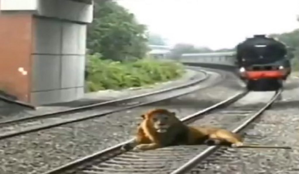 রেল লাইনে শুয়ে থাকা সিংহের উপর দিয়ে চলে গেল ট্রেন
