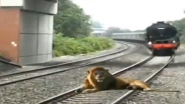 রেল লাইনে শুয়ে থাকা সিংহের উপর দিয়ে চলে গেল ট্রেন! (ভিডিও) রেল লাইনে শুয়ে থাকা সিংহের উপর দিয়ে চলে গেল ট্রেন