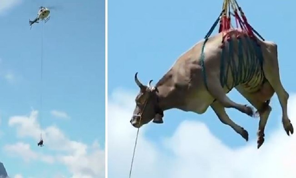 পাহাড় থেকে আহত গরু উদ্ধারে হেলিকপ্টার!  ভিডিও ভাইরাল