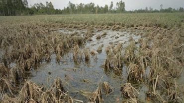 বন্যায় ৯ লাখ চাষীর ১৩৩৭ কোটি টাকার ফসলের ক্ষতি