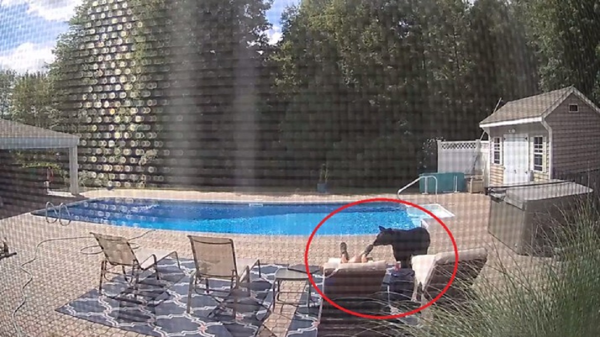 ভাল্লুক ঘুমন্ত মানুষকে ডেকে তুলছে! (ভিডিও) ভাল্লুক ঘুমন্ত মানুষকে ডেকে তুলছে!