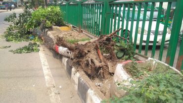 হায় গাছ!