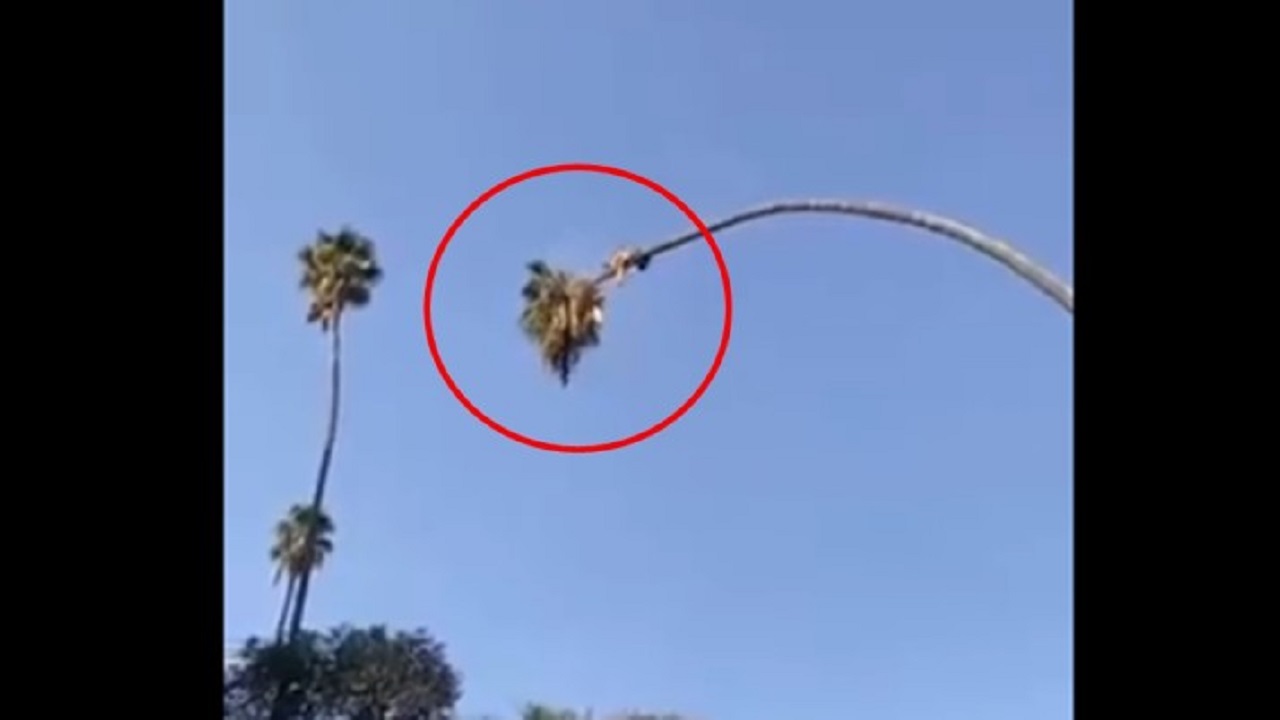 তালগাছের মাথায় বসে কেটে ফেললেন সেই গাছ! (ভিডিও) তালগাছের মাথায় বসে কেটে ফেললেন সেই গাছ!