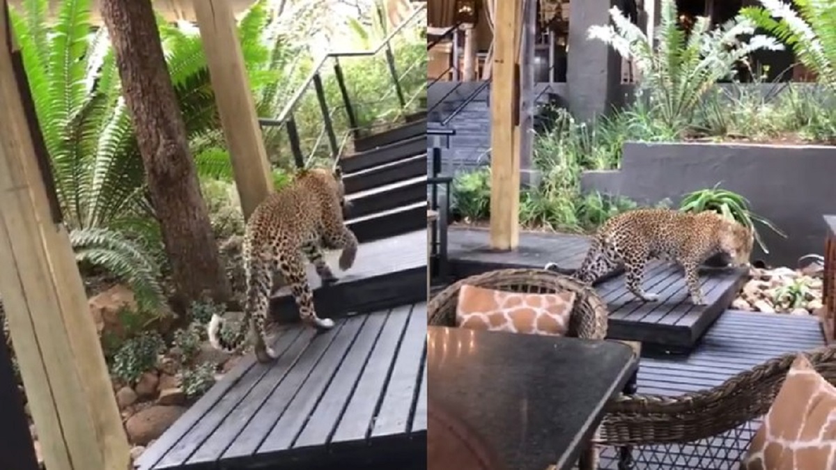 রেস্তরাঁয় ক্রেতাদের পাশে ঘুরে বেড়াচ্ছে চিতাবাঘ! (ভিডিও) রেস্তরাঁয় ক্রেতাদের পাশে ঘুরে বেড়াচ্ছে চিতাবাঘ